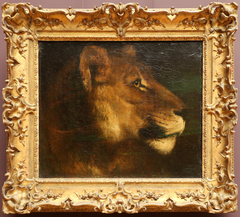 Head of a lion by Théodore Géricault