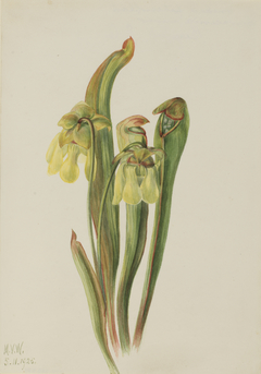 Hooded Pitcherplant (Sarracenia minor) by Mary Vaux Walcott