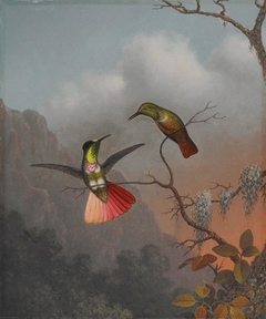 Hooded Visorbearer by Martin Johnson Heade