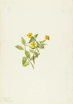 Musk-Flower (Mimulus moschatus) by Mary Vaux Walcott