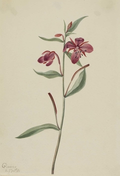 Red Willowweed (Epilobium latifolium) by Mary Vaux Walcott