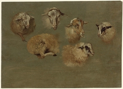 Studieblad met schapen by Pieter Jan Guise