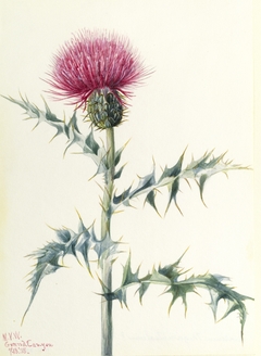 Thistle (Cirsium arizonica) by Mary Vaux Walcott