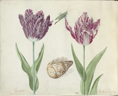 Twee tulpen, een schelp en een sprinkhaan by Jacob Marrel