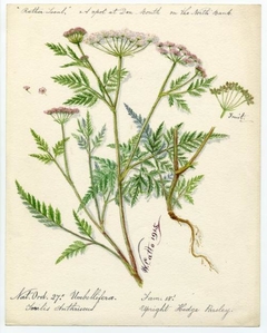 Upright Hedge Parsley - William Catto - ABDAG016110 by William Catto