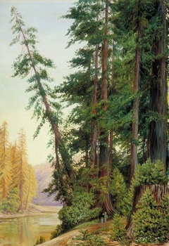 View in a Redwood Forest, California by Marianne North