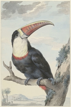 White-throated Toucan by Aert Schouman